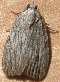 Three-lined Balsa